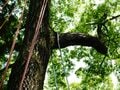 「ロープワークでの木登り」体験！ 先生と道具のおかげ？ 意外と簡単でした “森と本気で遊ぶ”2日間【後編】長野県伊那市の画像004