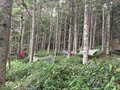 日本初！ 北八ヶ岳でハンモック泊が可能に！？ 「双子池キャンプ場」でハンモック泊の受け入れがスタートの画像001