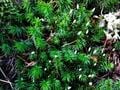 苔と紅葉、絶景の三拍子が揃う秋の「にゅう」 幻想的な白駒池やユニークな山名も人気！  北八ヶ岳・日帰りハイキング「現地レポ」の画像007