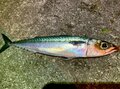 夜でも効果はあるのか実釣検証！「エサいらず」のサビキ釣り「ジグサビキ」での「まさかの爆釣結果」とは？の画像001