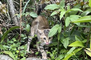キャンプ場の野良猫「エサやりNG」と大切な「心がけ」とは？  キャンパー達の「基本&必須マナー」