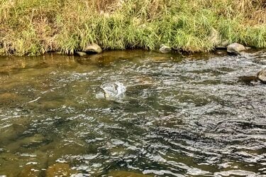 渓流釣り】関東圏の冬季キャッチ＆リリース区間『箱根早川』でサイト