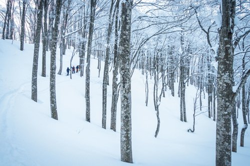 「パウダーを狙うために良い時、良い場所を知る」富山・立山山麓エリア攻略法【佐伯岩雄～Home Mountain vol.3】の画像005