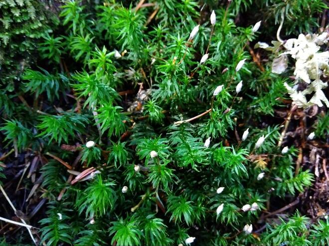 苔と紅葉、絶景の三拍子が揃う秋の「にゅう」 幻想的な白駒池やユニークな山名も人気！  北八ヶ岳・日帰りハイキング「現地レポ」の画像007