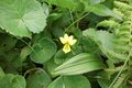 満開に咲き乱れる「ミヤマキンポウゲ」の花畑！  高山植物の宝庫・花の百名山「焼石岳」フラワートレッキングレポの画像005