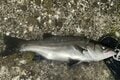 魚種が豊富で大型サイズも狙える大人気の釣りフィールド「磯」からのルアー釣り！「 安全装備・注意点・便利グッズ」とは？の画像002