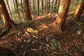 石の城と思いきや土の城だった！「安芸国・頭崎城〈後編〉」　最後に待ちうけていた驚異の “巨壁” に本気を見る（広島県東広島市）【戦国の山城を攻める vol.08】の画像013