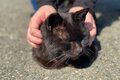 米CNN選出「世界6大猫スポット」のひとつ「相島」1周5.4㎞でも「ネコ密集＆過疎」エリアあり！「とことん戯れられる」3か所とは「現地レポ」の画像002