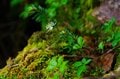 【原生林に癒される】コケ生す北八ヶ岳で出合う “高嶺の花” ミツバオウレン＜白駒の池とコケの森＞【今日も山旅気分 vol.41】の画像001