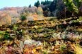 【2024年11月 第2週】今週末の紅葉の見ごろは？  名所＆人気スポットの最新情報をお届け「WEEKLY紅葉ニュース」の画像005