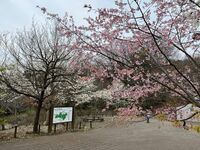 多摩にだけ自生する絶滅危惧種・幻の野生桜「タマノホシザクラ」が満開！ 都立公園にひっそりと咲く清楚な早咲き桜を見に行く【2023年・東京都】