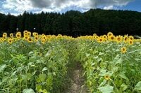 真夏の絶景「ひまわり畑」スポット3選！  季節限定の “プラスワン” と一緒に楽しみたい＆神戸から2時間半以内アクセスで厳選！