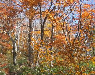 首都圏から2時間！「小さな尾瀬＆ブナ紅葉」の「黄金色」紅葉ハイキング！  秋の「たんばら」絶景レポート