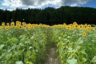 真夏の絶景「ひまわり畑」スポット3選！  季節限定の “プラスワン” と一緒に楽しみたい＆神戸から2時間半以内アクセスで厳選！