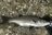 魚種が豊富で大型サイズも狙える大人気の釣りフィールド「磯」からのルアー釣り！「 安全装備・注意点・便利グッズ」とは？の画像002