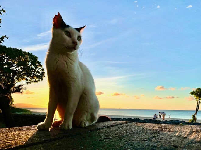 美しい沖縄の風景と琉球島猫「フォトセレクション」すべての島猫たちへの敬意と感謝を込めて【琉球島猫百景 vol.21「琉球弧の島猫たち」沖縄県】の画像006