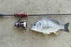 誰でも簡単に釣ることが出来る「高級魚クロダイ」！  まさかの「身近な川の河口で」「底で引きずるだけ」でもゲット！「釣法解説」 