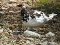 もっと知りたい「ライチョウ」のこと！  大町山岳博物館の元学芸員に聞いた「神の鳥」の “生態”と“人工飼育の今”【長野県大町市】2026年の画像002