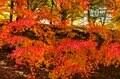 【3年連続】「全国No.1の紅葉スポット」鮮やかに染まる“もみじ湖”と“もみじのトンネル”《長野県・箕輪町》2022年の画像012