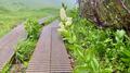 これだけは覚えたい「高山植物」11選！ 「よく見かける＆特徴的な色・形」記憶に残りやすい花！【知ると登山がより楽しくなる】の画像005