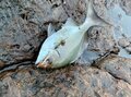 磯釣り「外道中の外道」！  不名誉すぎる異名の「嫌われ魚」イスズミを「3種の調理法で食べてみた結果」とは？の画像006
