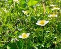 これだけは覚えたい「高山植物」11選！ 「よく見かける＆特徴的な色・形」記憶に残りやすい花！【知ると登山がより楽しくなる】の画像009