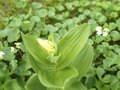 「雲上の花の楽園」夏の会津駒ヶ岳・ワンデイルート【親子旅】の画像006