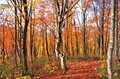 カメラを持って『白馬岩岳マウンテンリゾート』へ出かけよう！  目の前に迫る「白馬三山」の圧倒的な景観【特集・紅葉フォトトレッキングガイド 2024】の画像003
