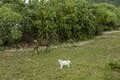 慶良間諸島で沖縄在住写真家が遭遇したネコとシカの珍行動とは？【琉球島猫百景 vol.20「島猫と島鹿が仲良く暮らす島」沖縄県阿嘉島】の画像002