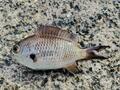 「絶対に釣れない」釣り下手ライター vs「絶対に釣れる」名所・福井県「音海半島」！  究極の「ホコタテ対決」の結末は？の画像004