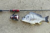 誰でも簡単に釣ることが出来る「高級魚クロダイ」！  まさかの「身近な川の河口で」「底で引きずるだけ」でもゲット！「釣法解説」 