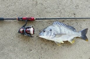 誰でも簡単に釣ることが出来る「高級魚クロダイ」！  まさかの「身近な川の河口で」「底で引きずるだけ」でもゲット！「釣法解説」 