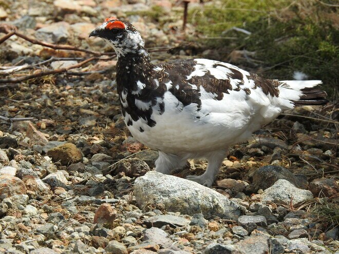 もっと知りたい「ライチョウ」のこと！  大町山岳博物館の元学芸員に聞いた「神の鳥」の “生態”と“人工飼育の今”【長野県大町市】2026年の画像002