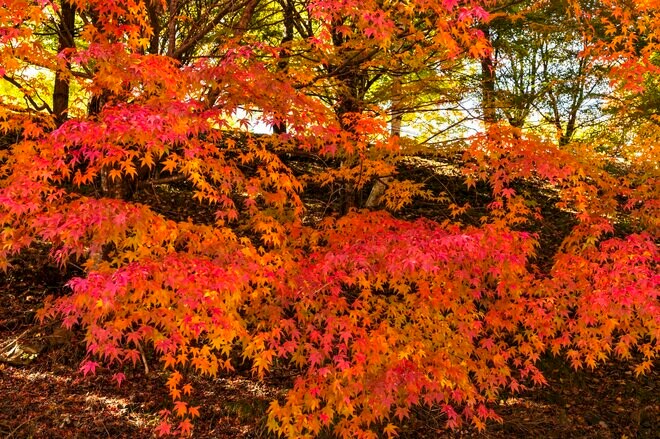 【3年連続】「全国No.1の紅葉スポット」鮮やかに染まる“もみじ湖”と“もみじのトンネル”《長野県・箕輪町》2022年の画像012