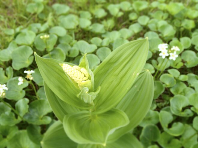 「雲上の花の楽園」夏の会津駒ヶ岳・ワンデイルート【親子旅】の画像006