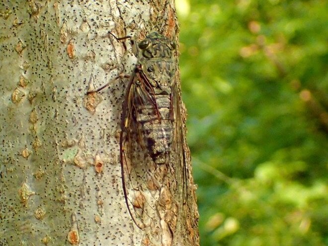 「カナカナ」はヒグラシ、「シャアシャア」はクマゼミ！  セミを鳴き声で識別する方法【あなたのすぐそばにいる「季節の虫」の探し方 vol.20】の画像003