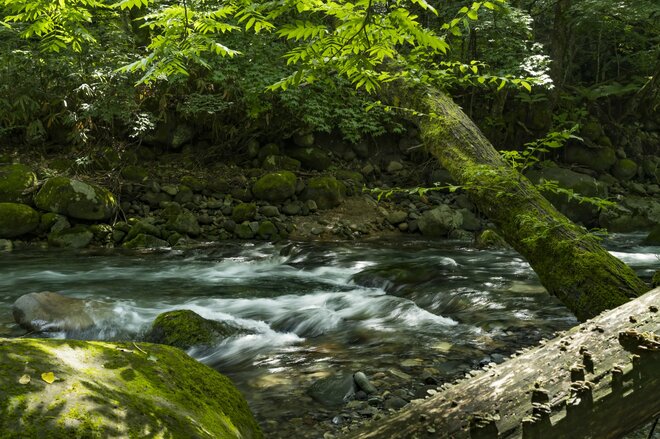 画像・写真：【渓流釣り】雨に煙る飛騨の渓流！ 出会いを求めて釣り旅へ「雨上がりの美渓で飛び出した美形イワナ」 2024年7月・岐阜県【合計5枚】｜アクティビティ｜レポート｜BRAVO  MOUNTAIN