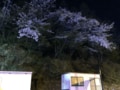 「新・日本三大夜景」に選ばれた福岡県・皿倉山「夜桜と100億ドルの夜景」驚異の眺望の画像005