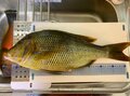 釣り竿「最初の1本」は磯竿に！  磯釣りタックル「有名メーカー入門モデル」がコスパ最強の理由！「冬の夜釣り」でのリアル検証レポートの画像005