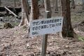 【春の訪れと共に去るはかない存在】山の春告花「座禅草（ざぜんそう）」って知ってますかの画像009