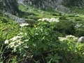 ロープウェイで一気に楽々「2612mの世界へ」千畳敷のお花畑が見頃ですの画像013