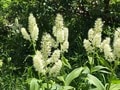 ロープウェイで一気に楽々「2612mの世界へ」千畳敷のお花畑が見頃ですの画像007