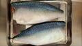 釣った魚を食べるときに気をつけたい「アニサキス」症状は？  応急的な対処は可能か？  実体験ライターがレポート！の画像001