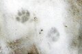 スキー場で見つける動物の足跡や食べ跡「雪上のフィールドサイン講座」【キジ博士のナチュラリスト入門 vol.10】の画像003