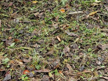 2ページ目) 夏に見られる「動く落ち葉」の正体。驚くべき虫たちの隠れ
