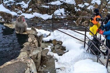 雪の温泉につかる3匹の猿 ☆ブランドの通販・買取☆ おもちゃ・ホビー