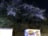 「新・日本三大夜景」に選ばれた福岡県・皿倉山「夜桜と100億ドルの夜景」驚異の眺望の画像005