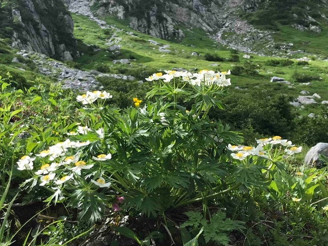 ロープウェイで一気に楽々「2612mの世界へ」千畳敷のお花畑が見頃ですの画像013