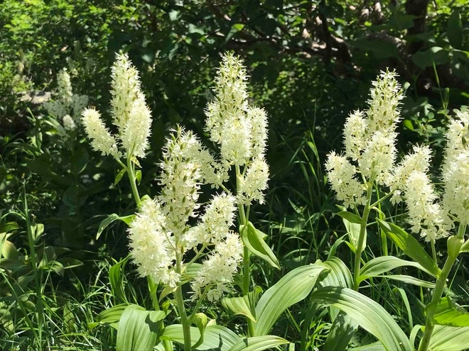 ロープウェイで一気に楽々「2612mの世界へ」千畳敷のお花畑が見頃ですの画像007