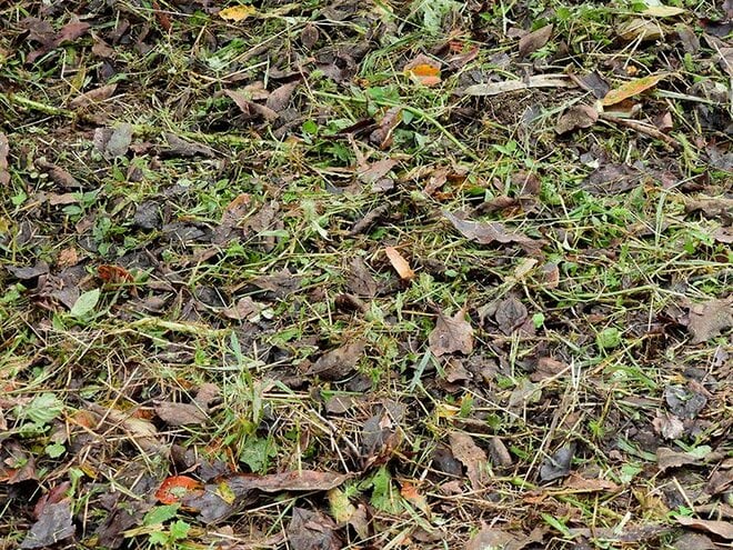 夏に見られる「動く落ち葉」の正体。驚くべき虫たちの隠れ身の術【あなたのすぐそばにいる「季節の虫」の探し方 vol.8】の画像005
